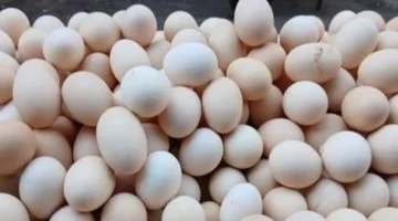 سعر طبق البيض بالقليوبية يرتفع إلى 118 جنيهًا للأبيض الأربعاء 3-12-2025